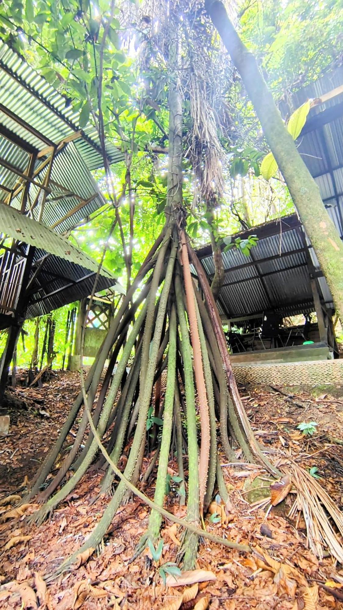 Хостел Ayahuasca Пуэрто-Наринио Экстерьер фото